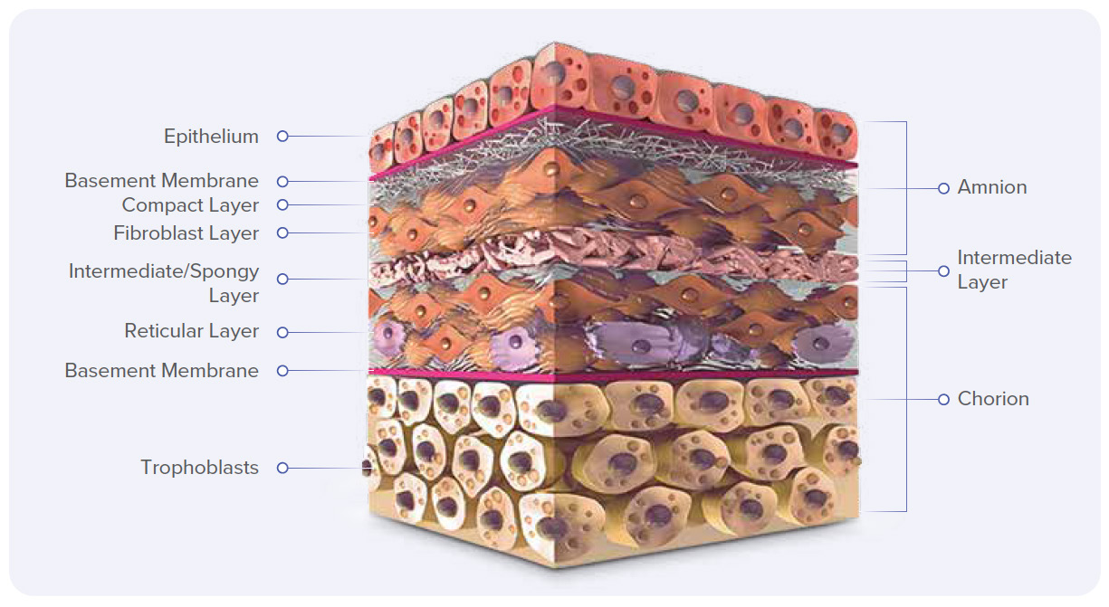 Layered structure of the amnion-intermediate layer-chorion membrane